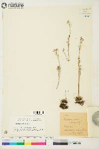 Cardamine pratensis image