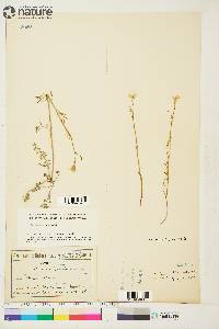 Cardamine pratensis image