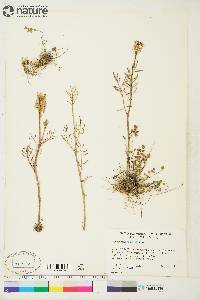 Cardamine pratensis image