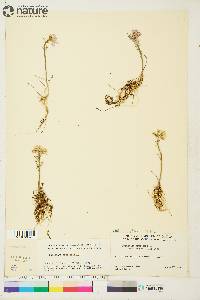 Cardamine pratensis image