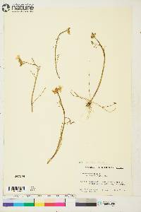 Cardamine pratensis image