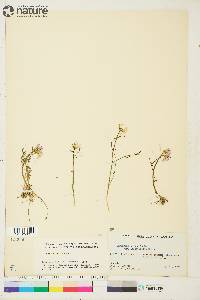 Cardamine pratensis image