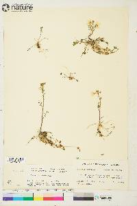 Cardamine pratensis image