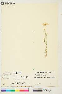 Cardamine pratensis image