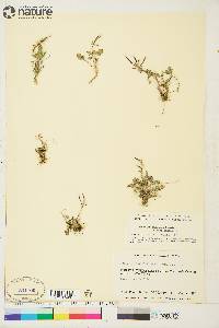 Cardamine purpurea image