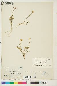 Cardamine purpurea image