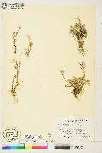 Cardamine purpurea image