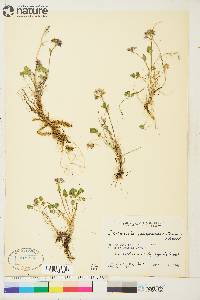 Cardamine purpurea image