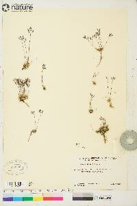 Draba fladnizensis image