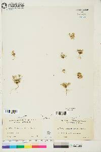 Draba crassifolia image