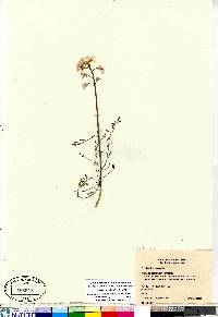 Cardamine pratensis image