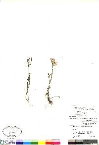 Cardamine pratensis image