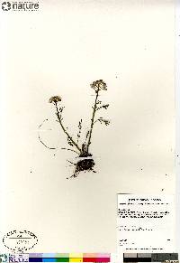 Cardamine pratensis image