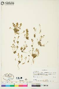 Draba nivalis image