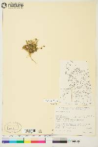 Draba lactea image