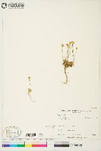 Draba lactea image