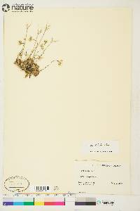 Draba lactea image