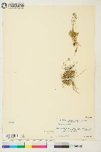 Draba lactea image