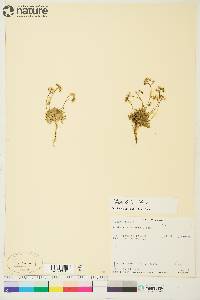 Draba lactea image