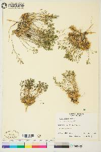 Draba nivalis image