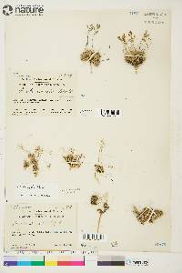 Draba nivalis image