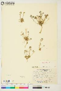 Draba nivalis image