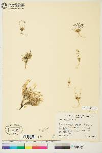 Draba nivalis image