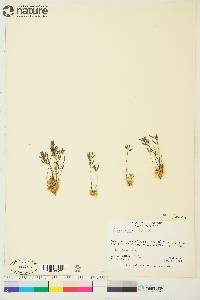 Draba nivalis image