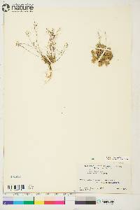 Draba nivalis image