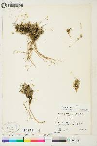 Draba palanderiana image