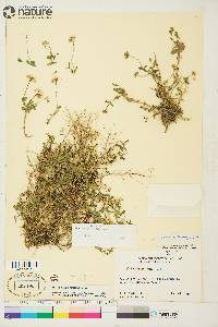 Draba ogilviensis image