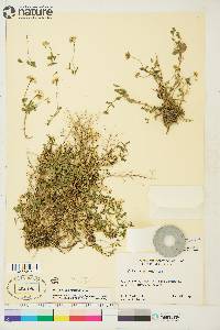 Draba ogilviensis image