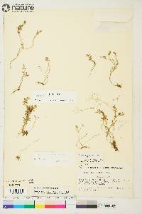 Draba ogilviensis image