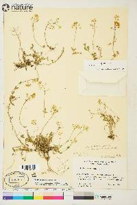 Draba ogilviensis image