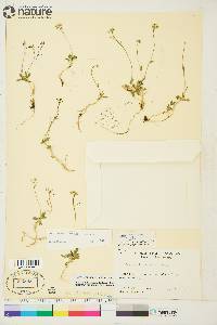 Draba ogilviensis image