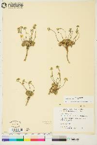 Draba oblongata image