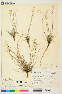 Physaria calderi image