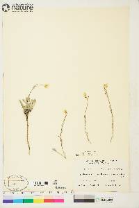 Physaria calderi image