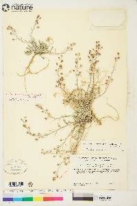 Physaria arctica image