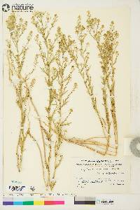 Lepidium ramosissimum image