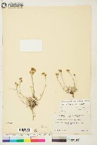 Physaria arctica image