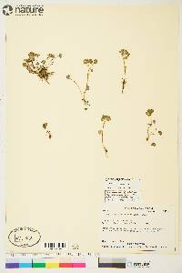 Chrysosplenium tetrandrum image