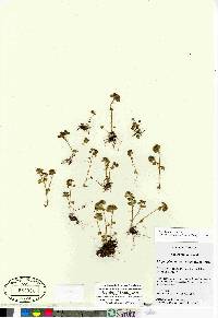 Chrysosplenium tetrandrum image