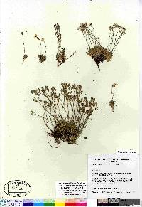 Draba lactea image