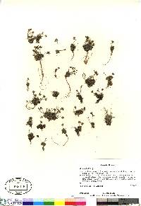 Draba nivalis image