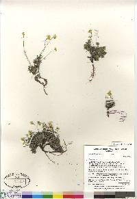 Draba oligosperma image