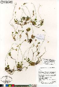 Draba lactea image