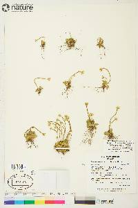 Parnassia kotzebuei image