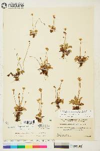 Parnassia kotzebuei image