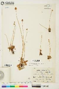 Parnassia kotzebuei image